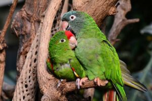 Peluang Usaha Ternak Lovebird Menggiurkan, Ternyata Tidak Sulit Lho!